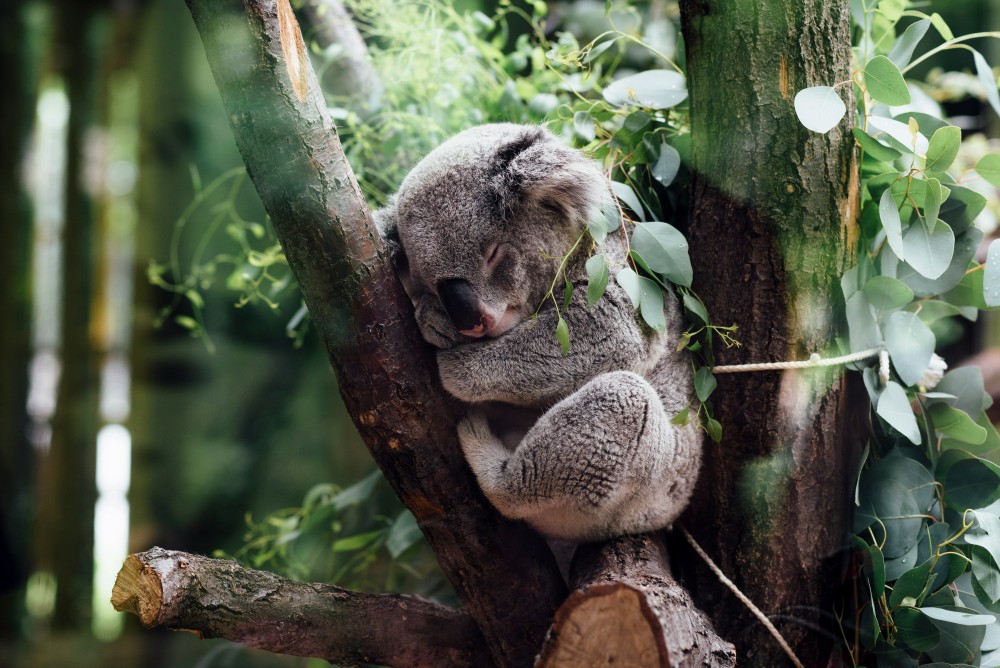 A koala sleeping in a tree branch.